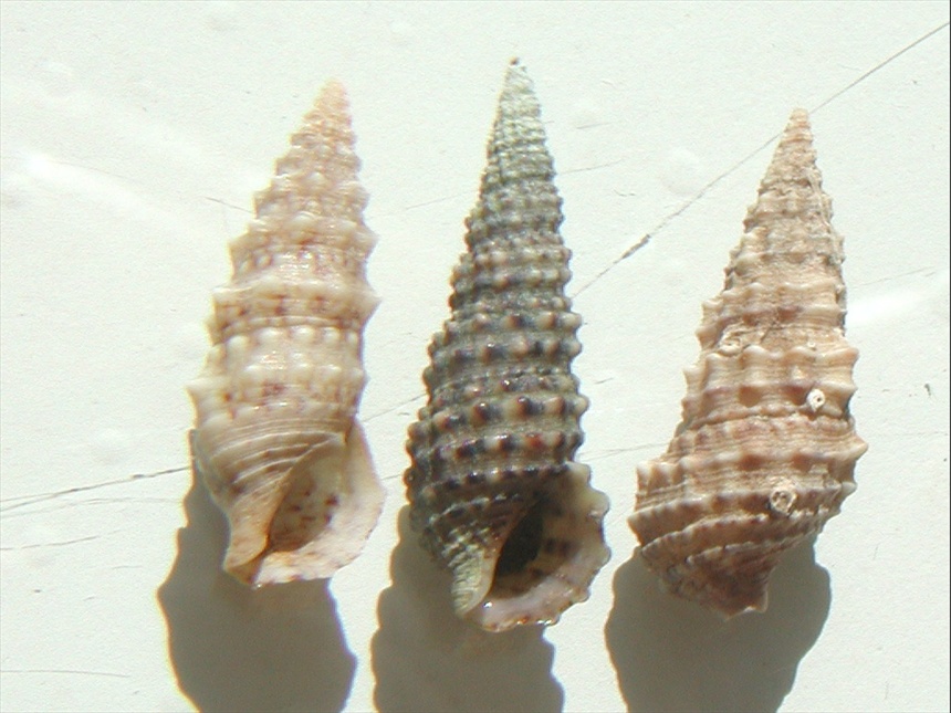 Famiglia Cerithiidae ,Genere Cerithium